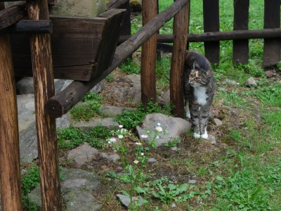 Ethnomorning in Zyndranowa 24.07.2022-95.jpg