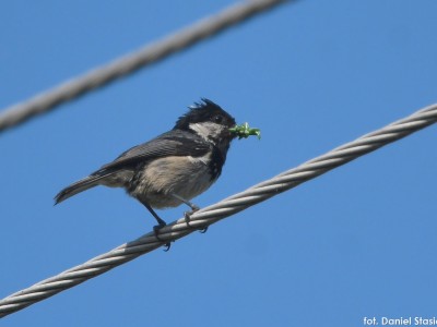 Майстер-класи спостереження птахів – червень – липень 2022-07.jpg