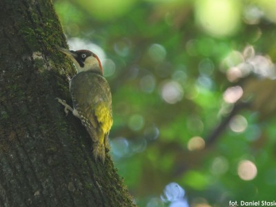 Майстер-класи спостереження птахів – червень – липень 2022-09.jpg