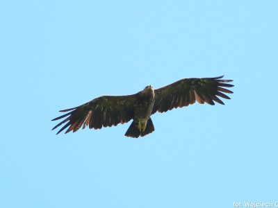 Майстер-класи спостереження птахів – червень – липень 2022-37.jpg