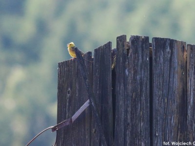 Майстер-класи спостереження птахів – червень – липень 2022-40.jpg