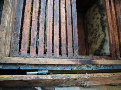 Včelárske workshopy 7-11.07.2021-warsztaty_pszczelarskie_2021_083.JPG