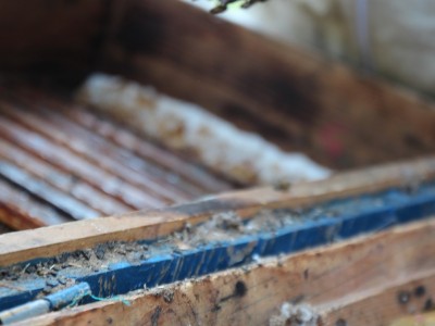 Včelárske workshopy 7-11.07.2021-warsztaty_pszczelarskie_2021_086.JPG