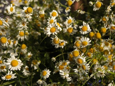 Midsummer Night 25.06.2022-36.jpg