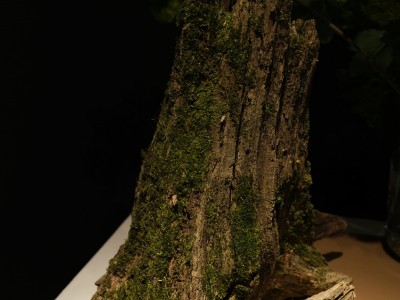 Фотовиставка «WSPÓŁISTNIENIE» Магдалени Кільбан - 13 травня 2022 р.-wystawa-fotograficzna-13.05.2022-27.jpg